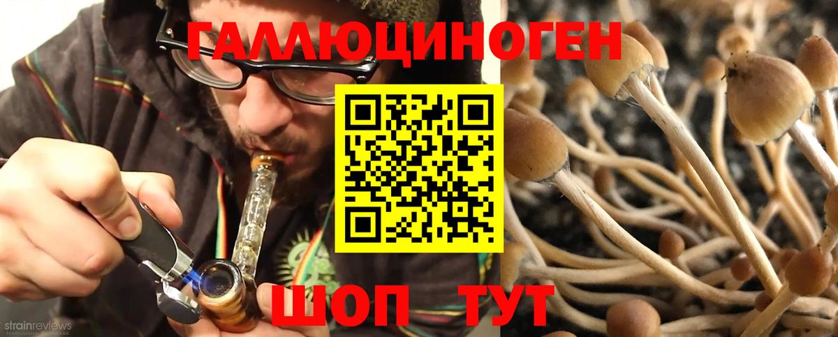Псилоцибиновые грибы Psilocybe Минусинск